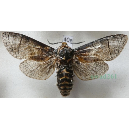 Cossus cossus (Linnaeus, 1758) male Trociniarka czerwica Poland40e